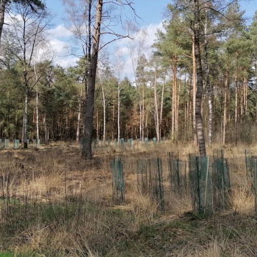 Klimaatbos stekken emissie2030.jpg